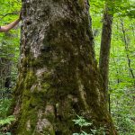 Nantahala NF, the Buck Project