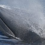 Rice's whale in the Gulf of Mexico